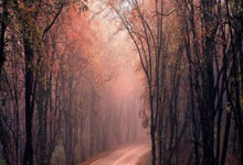 WELLBET官网：[澳网]郑钦文：征战澳网 踏上新赛季的征程.